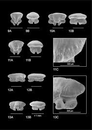 Image result for Mustelus asterias