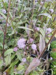 Image result for Succisa pratensis