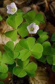 Attēlu rezultāti vaicājumam “Oxalis acetosella fruit”
