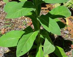 Attēlu rezultāti vaicājumam “Verbascum thapsus leaf”