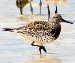 Image result for Calidris tenuirostris