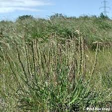 Attēlu rezultāti vaicājumam “Triglochin maritimum”