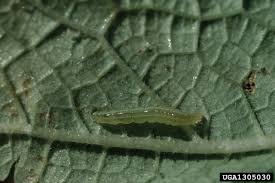 Attēlu rezultāti vaicājumam “Callimorpha dominula larva”