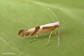 Attēlu rezultāti vaicājumam “Argyresthia semifusca”