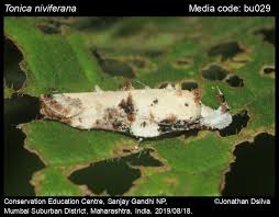 Attēlu rezultāti vaicājumam “Oecophoridae”