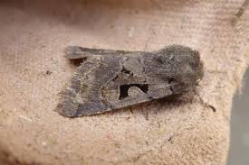 Attēlu rezultāti vaicājumam “Orthosia gothica”