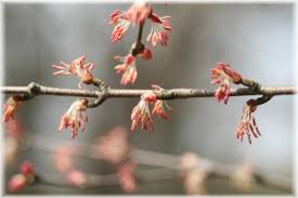Attēlu rezultāti vaicājumam “Cercidiphyllum japonicum flower”
