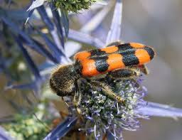 Attēlu rezultāti vaicājumam “Paradiacheopsis rigida macro”
