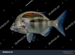 Image result for Diplodus cervinus