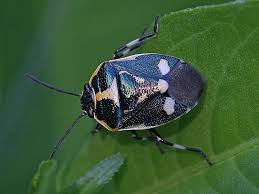 Attēlu rezultāti vaicājumam “Eurydema oleracea”