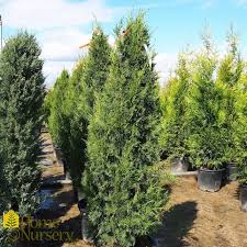 Attēlu rezultāti vaicājumam “Juniperus chinensis”