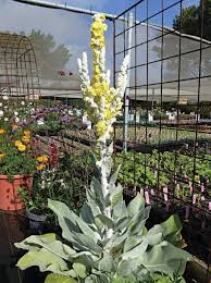 Attēlu rezultāti vaicājumam “Verbascum”