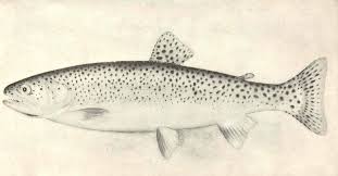 Image result for Salvelinus alpinus oquassa