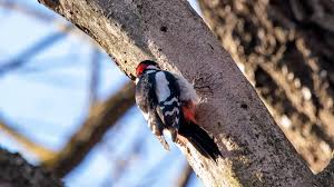 Attēlu rezultāti vaicājumam “Dendrocopos major”