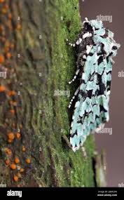 Attēlu rezultāti vaicājumam “Griposia aprilina”