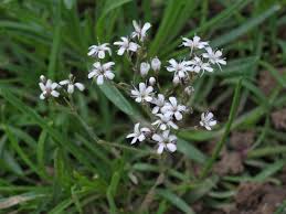 Attēlu rezultāti vaicājumam “Gypsophila fastigiata leaf”
