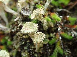 Attēlu rezultāti vaicājumam “Cladonia pyxidata”