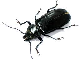 Attēlu rezultāti vaicājumam “Cerambycidae”