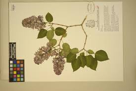 Attēlu rezultāti vaicājumam “Syringa vulgaris fruit”