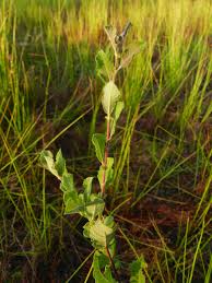 Attēlu rezultāti vaicājumam “Salix aurita”