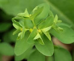 Image result for Wolfsmilch