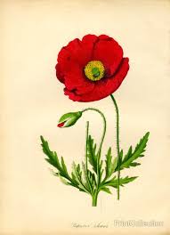 Attēlu rezultāti vaicājumam “Papaver”