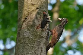 Attēlu rezultāti vaicājumam “Dryocopus martius adult”