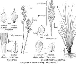 Attēlu rezultāti vaicājumam “Carex viridula flower”