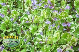 Image result for Glechoma hederacea