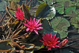 Attēlu rezultāti vaicājumam “Nymphaeaceae”