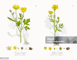 Attēlu rezultāti vaicājumam “Ranunculus cassubicus leaf”