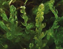 Attēlu rezultāti vaicājumam “Cephalozia bicuspidata”