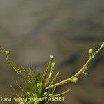 Attēlu rezultāti vaicājumam “Subularia aquatica”