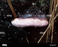 Attēlu rezultāti vaicājumam “Fomitopsis rosea”