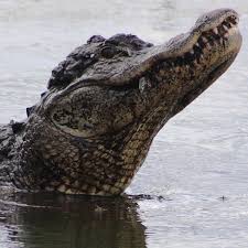 Image result for Alligator mississippiensis