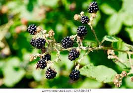 Image result for Rubus sectio