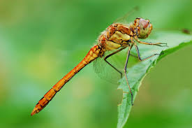 Attēlu rezultāti vaicājumam “Sympetrum vulgatum female”