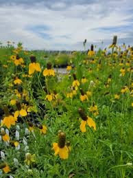 Image result for Ratibida columnifera