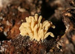 Attēlu rezultāti vaicājumam “Arcyria helvetica macro”