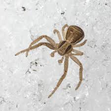 Attēlu rezultāti vaicājumam “Xysticus ulmi”