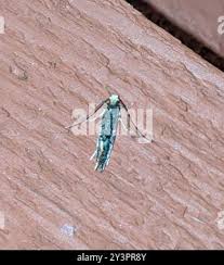 Attēlu rezultāti vaicājumam “Monopis weaverella”