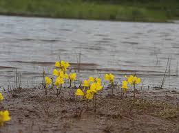Attēlu rezultāti vaicājumam “Utricularia minor leaf”