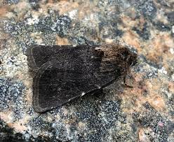 Attēlu rezultāti vaicājumam “Rusina ferruginea”