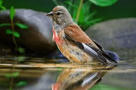 Attēlu rezultāti vaicājumam “Carduelis cannabina adult”