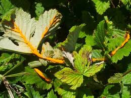 Attēlu rezultāti vaicājumam “Triphragmium ulmariae”