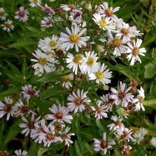 Attēlu rezultāti vaicājumam “Symphyotrichum x salignum”