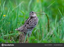 Image result for Gallinago media