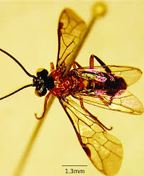 Attēlu rezultāti vaicājumam “Argidae”