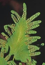 Attēlu rezultāti vaicājumam “Lignydium muscorum young”