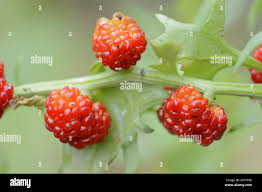 Attēlu rezultāti vaicājumam “Chenopodium foliosum fruit”